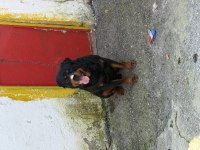 Kaliteli Erkek Rottweiler