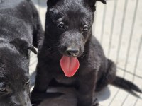 Irkının en iyisi Siyah Kurt Köpeğimiz