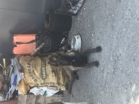 ERKEK BELÇİKA KURDU SAFKAN
