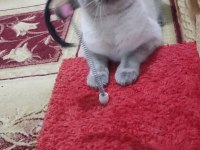 KEDİMİZ DUMAN YENİ SAHİBİNİ BEKLİYOR