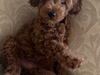 Toy poodle 2 aylık