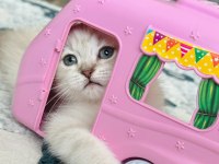 Scottish Shorthair Lynx Tekirdag Süleymanpasa