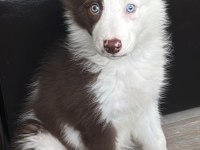 Çok iyi border collie yavruları İstanbul