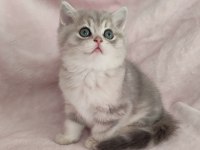 Safkan British Shorthair