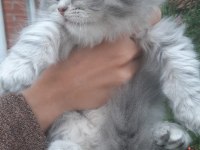 2 aylık İnanılmaz sevimli oyuncu scottish fold / straight