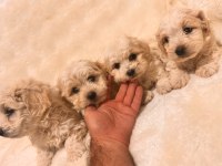 Maltipoo yavrularım yeni yuvalarını bekliyor