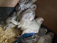 4 yavrulu yavrulayan muhabbet çift eşler tekli sahiplendirme
