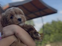 Poodle cins yavru köpeğimiz