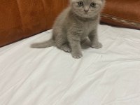 Scottish fold kedimiz yeni ailesine gitmeye hazır