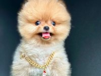Safkan Pomeranian Boo Bebekler