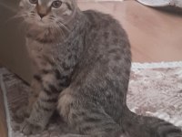 Sahibinden 6 aylık british shorthair yavru