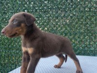Doberman kızıl ırk