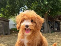 MALTİPOO ERKEK RED