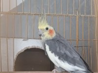 İki kuluçka geçirmiş 5 yavru alınmış piet sultan papağanı