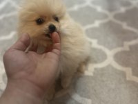 Pomeranian bebek köpekler