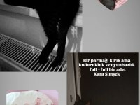 ACİL Tekir Kedimiz