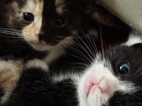 British shorthair cinsi yavru kediler
