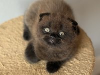 Scottish fold ev ortamından