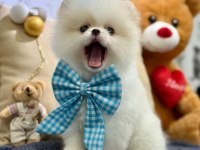 GÜLEN YÜZ TEDDY BEAR ORJİNAL POMERANİAN YAVRUMUZ