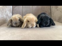 HOLLANDA LOP TAVŞANLARIM GELMİŞTİR