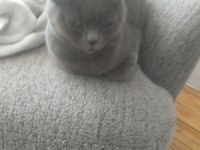 Safkan dişi british shorthair