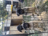 Son 3 dişi pug mops bebekler