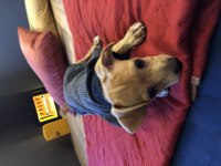 Safkan Orjinal Pinscher