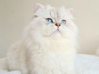 British shorthair yavru