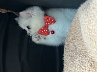 Orjinal british shorthair yavrumuz