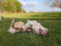 Ücretsiz Border Collie Yuva Arıyor