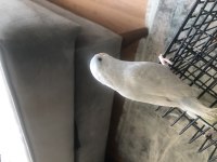 1 yaşında yavru veren forpus takımım