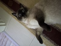 2 yaşında blue point kedimiz ücretsiz