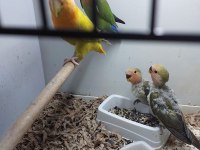 Takım Yavrulu Sevda Papağanı Mutasyon Takım