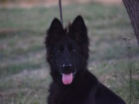 6 Aylık Siyah Uzun Tüylü Show Line Alman Çoban Köpeği
