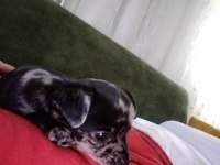 Chihuahua erkek egzotik renkli 60 günlük