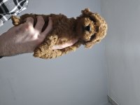 Kore toy poodle bebekler