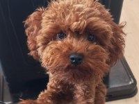 Pafuduk pafuduk poodle yavrular sizleri bekliyor