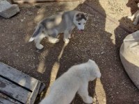 Husky yavrularımız