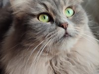 Bal Kızım Chinchilla Pamuğum