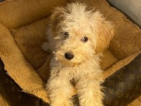 Toy poodle 6 aylık bütün aşıları yapılmış durumda