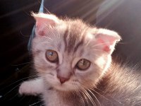 Yeni 3 aylık erkek SCR li scottish fold