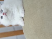 British longhair pendik beyaz