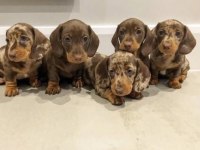 Dachshund (Sosis) Yavru Köpekler