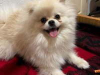 Pet eğitimi her şey mevcut pomeranian