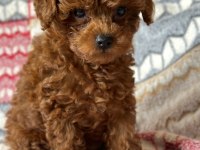 RED TOY POODLE IRK VE SAĞLIK GARANTİLİ