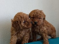 Orjinal red toy poodle yavrular Fethiye