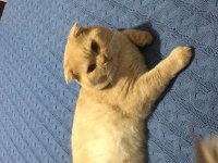 Çok cana yakın sevgi delisi scottish fold