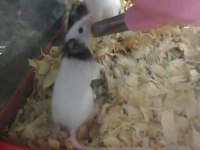 GONZALES, SURİYE HAMSTER VE PANDA MİCE