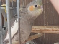 Yavru sultan wf albino ve grey 1 takim wf sultan