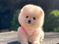 En Tatlı Pomeranian Boo